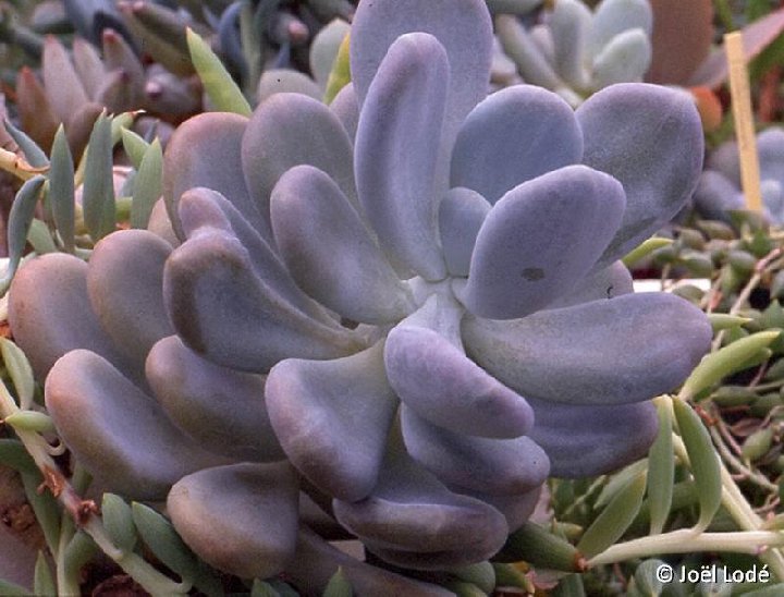 Pachyphytum bracteosum ©JLcoll.3690